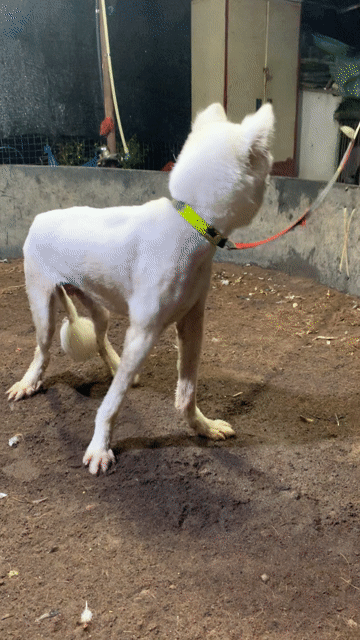 Chó Samoyed 1 năm. Mua bán Chó tại Huyện Thanh Trì Hà Nội được đăng bởi Béo hình 1