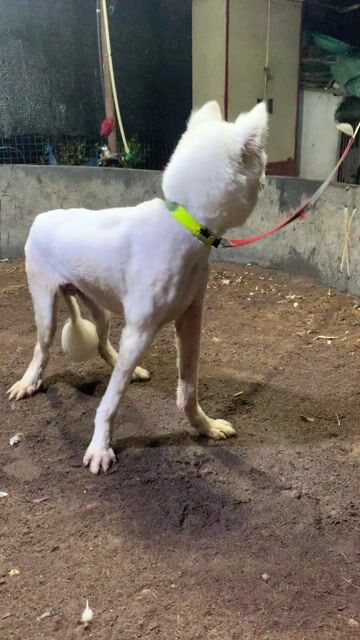 Chó Samoyed 1 năm. Mua bán Chó tại Huyện Thanh Trì Hà Nội được đăng bởi Béo hình 1