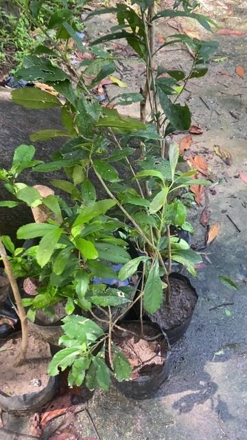 cây chè Dung & cây Vối nếp. Mua bán Đồ chuyên dụng, Giống nuôi trồng tại Quận Sơn Trà Đà Nẵng được đăng bởi Dược liệu  Hoàng Gia Sơn Trà hình 1