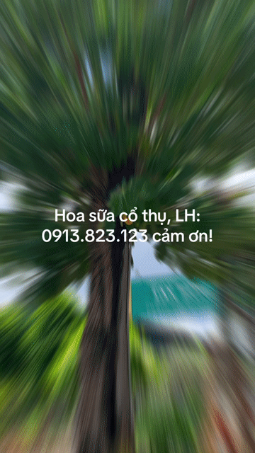 Cây cảnh Hoa sữa cổ thụ. Mua bán Cây cảnh, đồ trang trí tại Thành phố Tây Ninh Tây Ninh được đăng bởi PCCC Tây Ninh hình 1