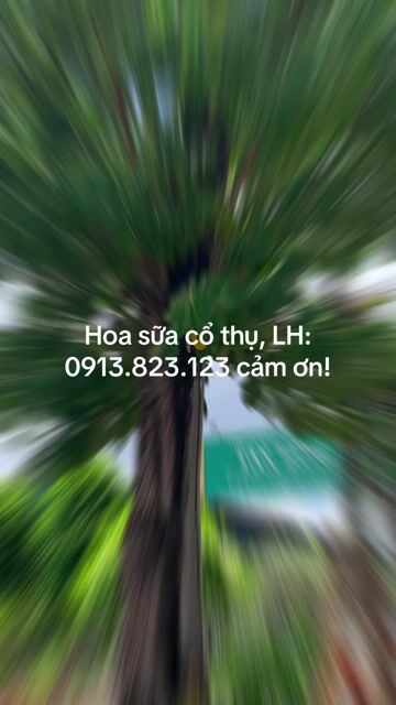 Cây cảnh Hoa sữa cổ thụ. Mua bán Cây cảnh, đồ trang trí tại Thành phố Tây Ninh Tây Ninh được đăng bởi PCCC Tây Ninh hình 1