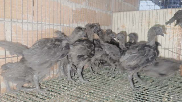 Gà cảnh Ayam Cemani Indonesia Đen khỏe mạnh. Mua bán Gà tại Thành phố Thủ Đức Tp Hồ Chí Minh được đăng bởi Trại Gà Kiểng Hà Thuận hình 1