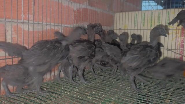Gà cảnh Ayam Cemani Indonesia Đen khỏe mạnh. Mua bán Gà tại Thành phố Thủ Đức Tp Hồ Chí Minh được đăng bởi Trại Gà Kiểng Hà Thuận hình 1
