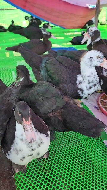 Vịt Xiêm Pháp Sa Đéc. Mua bán Đồ ăn, thực phẩm và các loại khác tại Thành phố Sa Đéc Đồng Tháp được đăng bởi Trần Đình Khoan hình 1