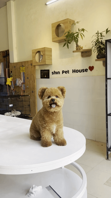 Chó Poodle Nâu đã tiêm vacxin. Mua bán Chó tại Quận Cẩm Lệ Đà Nẵng được đăng bởi Nguyễn Hữu Anh Vũ hình 1