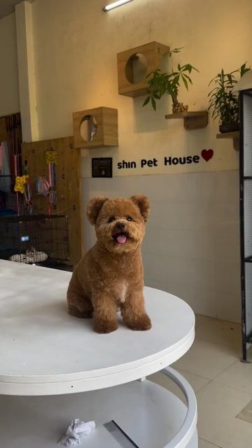 Chó Poodle Nâu đã tiêm vacxin. Mua bán Chó tại Quận Cẩm Lệ Đà Nẵng được đăng bởi Nguyễn Hữu Anh Vũ hình 1