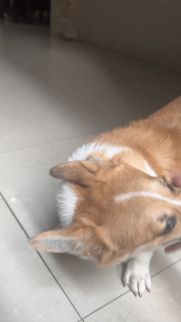 Chó Corgi Đực 4 tháng đã tiêm ngừa. Mua bán Chó tại Quận Cái Răng Cần Thơ được đăng bởi Duy Đạt hình 1