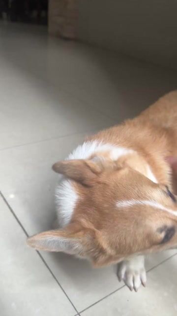 Chó Corgi Đực 4 tháng đã tiêm ngừa. Mua bán Chó tại Quận Cái Răng Cần Thơ được đăng bởi Duy Đạt hình 1