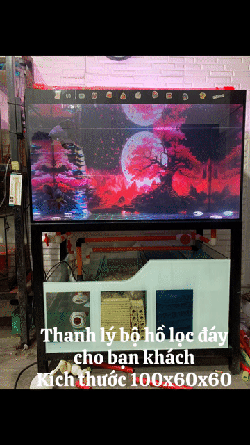 Hồ cá 100x60x60cm Kính 10ly 98%. Mua bán Phụ kiện, Thức ăn, Dịch vụ tại Huyện Long Thành Đồng Nai được đăng bởi Cá Cảnh Phú Nguyên hình 1