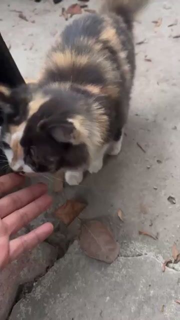 Mèo Tam thể 4 tháng tuổi. Mua bán Mèo tại Huyện Đan Phượng Hà Nội được đăng bởi Sơn hình 1