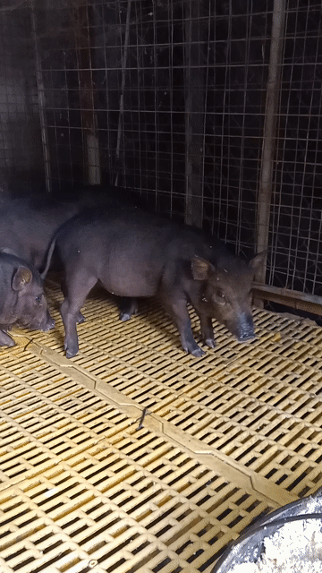 Heo con Lai Rug Duroc 3 tháng. Mua bán Thú cưng khác tại Thành phố Biên Hòa Đồng Nai được đăng bởi Thanh hình 1