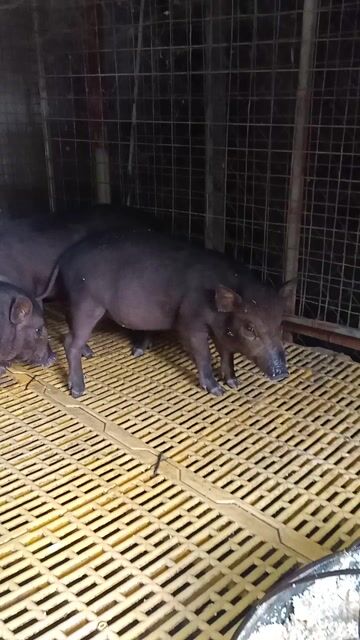 Heo con Lai Rug Duroc 3 tháng. Mua bán Thú cưng khác tại Thành phố Biên Hòa Đồng Nai được đăng bởi Thanh hình 1