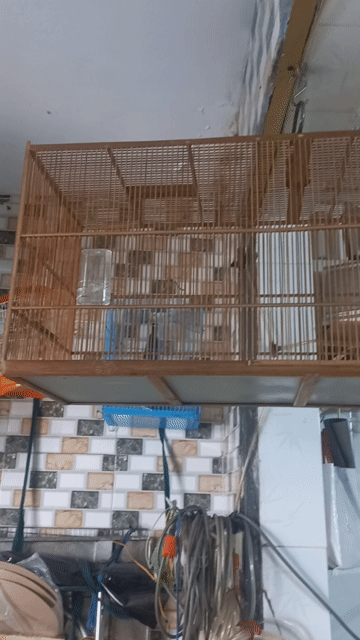 Lồng chim tre Nâu. Mua bán Chim tại Quận Bình Tân Tp Hồ Chí Minh được đăng bởi Phuc Tran hình 1