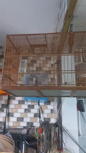 Lồng chim tre Nâu. Mua bán Chim tại Quận Bình Tân Tp Hồ Chí Minh được đăng bởi Phuc Tran hình 1