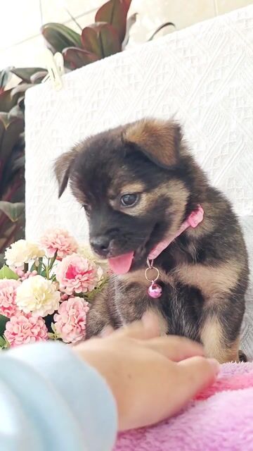 Trai Nhật F đáng yêu chào sen ạ🌸. Mua bán Chó tại Huyện Hóc Môn Tp Hồ Chí Minh được đăng bởi Smile Pet hình 2