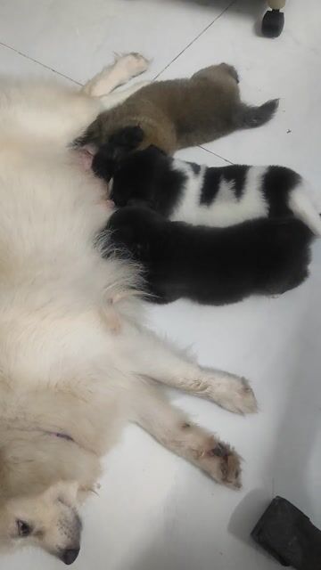 Chó Phốc Sóc lai Nhật. Mua bán Chó tại Huyện Châu Thành Sóc Trăng được đăng bởi Mai anh  hình 1