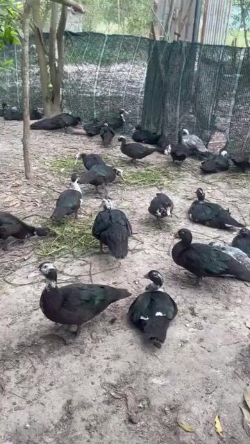 Vịt xiêm Pháp 4kg trở lên. Mua bán Thú cưng khác tại Huyện Long Thành Đồng Nai được đăng bởi phương thế ngọc hình 1