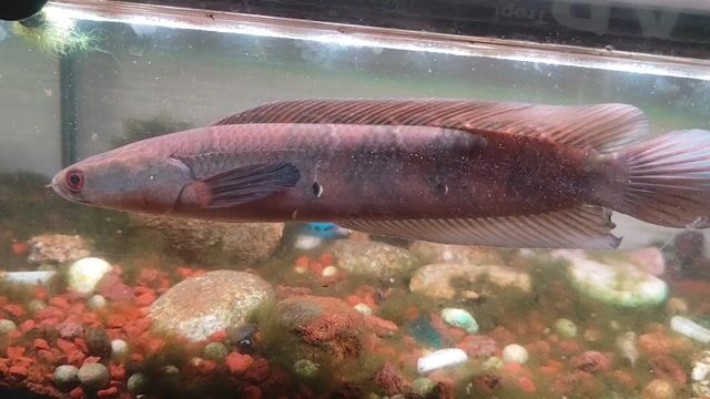 Cá Barito Đỏ 25cm. Mua bán Thú cưng khác tại Quận Cẩm Lệ Đà Nẵng được đăng bởi Lê Thành Nhân hình 1