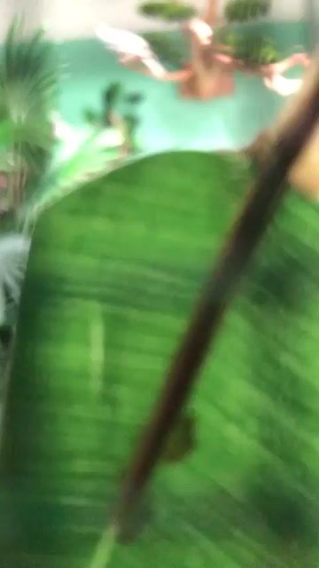 Chim chào mào bạch Trắng. Mua bán Chim tại Quận Tân Phú Tp Hồ Chí Minh được đăng bởi hảo hình 1