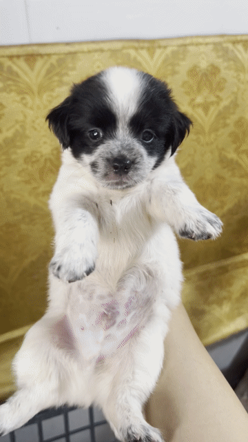 Chó chihuahua lai fox. Mua bán Chó tại Quận Bắc Từ Liêm Hà Nội được đăng bởi dung hình 1