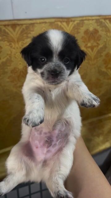 Chó chihuahua lai fox. Mua bán Chó tại Quận Bắc Từ Liêm Hà Nội được đăng bởi dung hình 1