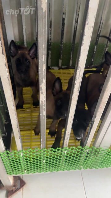 Chó Malinois 70 ngày cái/đực nâu đã tiêm. Mua bán Chó tại Thành phố Biên Hòa Đồng Nai được đăng bởi Em Gái Miền Quê hình 1