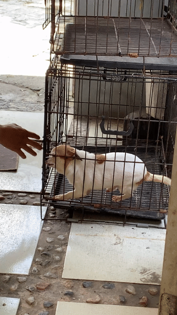 Chó Chihuahua đực 2kg. Mua bán Chó tại Quận Cẩm Lệ Đà Nẵng được đăng bởi Vũ Nguyễn hình 1