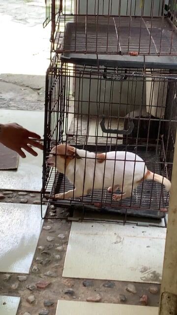 Chó Chihuahua đực 2kg. Mua bán Chó tại Quận Cẩm Lệ Đà Nẵng được đăng bởi Vũ Nguyễn hình 1