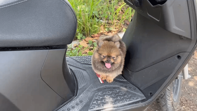 Các bé Pom mini siêu cưng. Mua bán Chó tại Quận Tân Phú Tp Hồ Chí Minh được đăng bởi Kids Pet hình 1