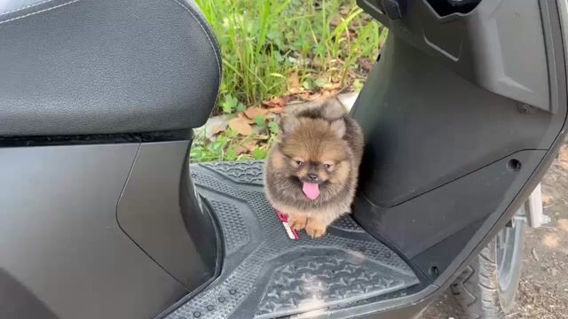 Các bé Pom mini siêu cưng. Mua bán Chó tại Quận Tân Phú Tp Hồ Chí Minh được đăng bởi Kids Pet hình 1