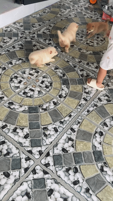 Chó Shiba Inu Cái. Mua bán Chó tại Huyện Nghi Xuân Hà Tĩnh được đăng bởi Bảo An hình 1