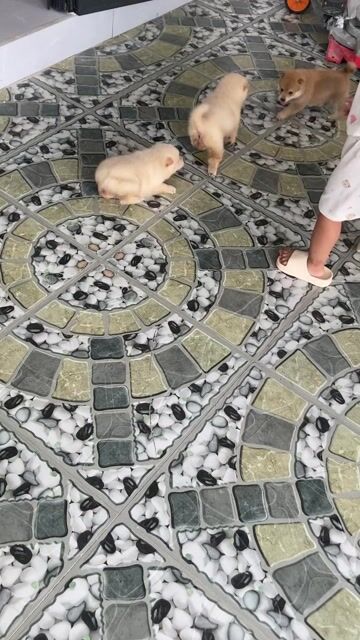 Chó Shiba Inu Cái. Mua bán Chó tại Huyện Nghi Xuân Hà Tĩnh được đăng bởi Bảo An hình 1