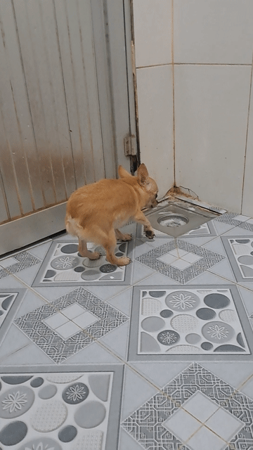  Chihuahua vàng. Mua bán Chó tại Thành phố Thuận An Bình Dương được đăng bởi Mỹ Linh hình 1