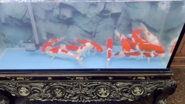 con bo 13 em koi sz 30cm f1 ạ. Mua bán Thú cưng khác tại Quận Hà Đông Hà Nội được đăng bởi Trại cá koi F1 hà nội hình 1