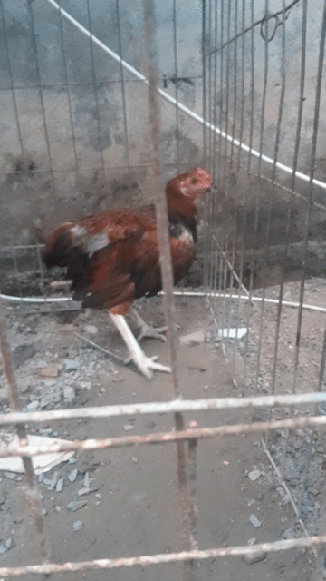 Gà chọi Cuban trống 1.2kg Nâu đỏ. Mua bán Gà tại Huyện Hóc Môn Tp Hồ Chí Minh được đăng bởi Hiệu Chuyên Đổ Gà Lai 45 tuổi  hình 1