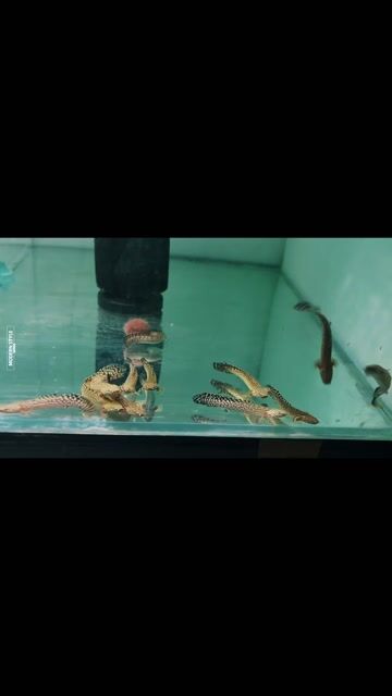 Cá Cửu Sừng Bông. Mua bán Thú cưng khác tại Quận Bình Tân Tp Hồ Chí Minh được đăng bởi Cá Cảnh JK HCM hình 1