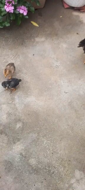 Gà tre lai chọi. Mua bán Gà tại Quận Kiến An Hải Phòng được đăng bởi Xuân Trường hình 1