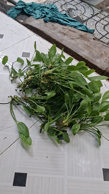 Cây thủy sinh. Mua bán Cây cảnh, đồ trang trí tại Quận Bình Tân Tp Hồ Chí Minh được đăng bởi Nien Ngao Thanh hình 1