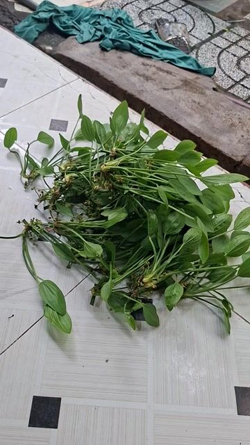 Cây thủy sinh. Mua bán Cây cảnh, đồ trang trí tại Quận Bình Tân Tp Hồ Chí Minh được đăng bởi Nien Ngao Thanh hình 1