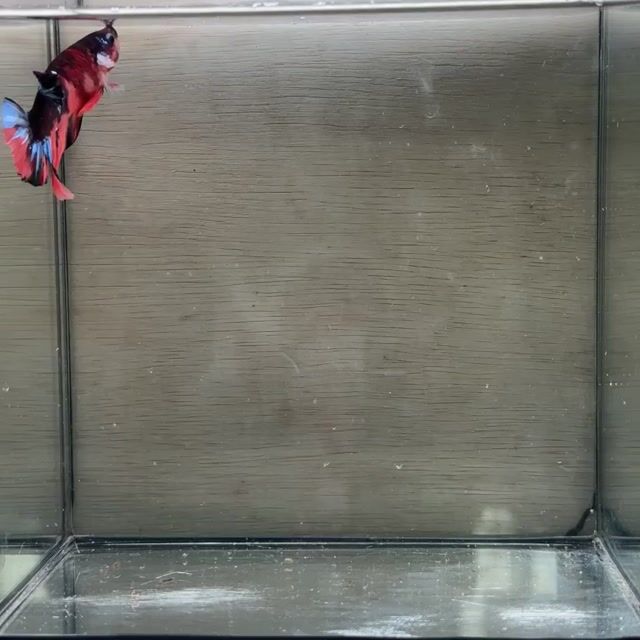 Cá Betta Plakat Trống 3-3.5cm. Mua bán Thú cưng khác tại Quận 3 Tp Hồ Chí Minh được đăng bởi Long hình 1