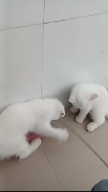 Mèo Anh lông ngắn trắng, mắt xanh 2 tháng. Mua bán Mèo tại Quận 6 Tp Hồ Chí Minh được đăng bởi Bảo Đức hình 1
