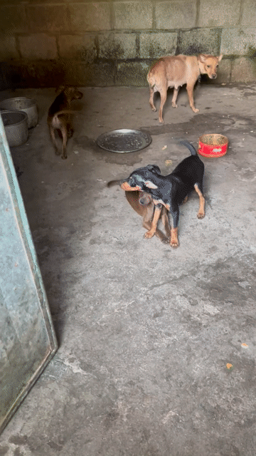 Chó Phốc hươu lai Nâu socola Lông mượt. Mua bán Chó tại Huyện Phú Xuyên Hà Nội được đăng bởi Hien Thao hình 1