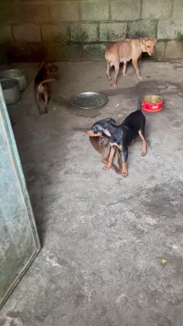 Chó Phốc hươu lai Nâu socola Lông mượt. Mua bán Chó tại Huyện Phú Xuyên Hà Nội được đăng bởi Hien Thao hình 1