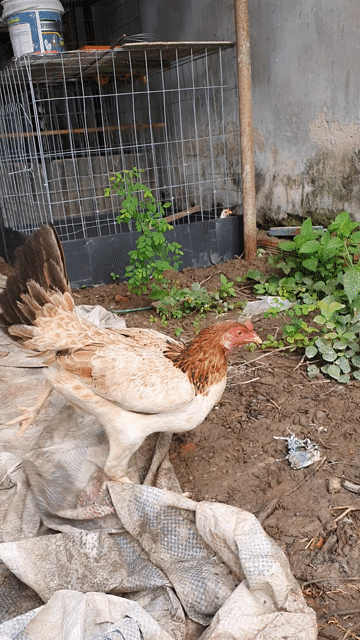 Gà siêu mỹ cái 2kg ban hoac gl. Mua bán Gà tại Huyện Phong Điền Cần Thơ được đăng bởi Hoang hình 1