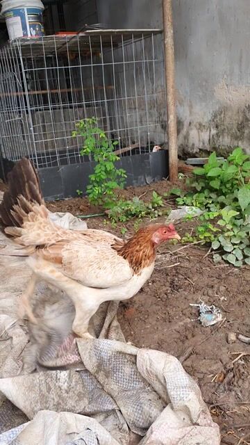Gà siêu mỹ cái 2kg ban hoac gl. Mua bán Gà tại Huyện Phong Điền Cần Thơ được đăng bởi Hoang hình 1