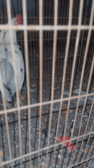 Bướm tơ kg2 tay chưa tốt cự r gà ở Hưng long . Mua bán Gà tại Huyện Bình Chánh Tp Hồ Chí Minh được đăng bởi Gà Đá Long An hình 1