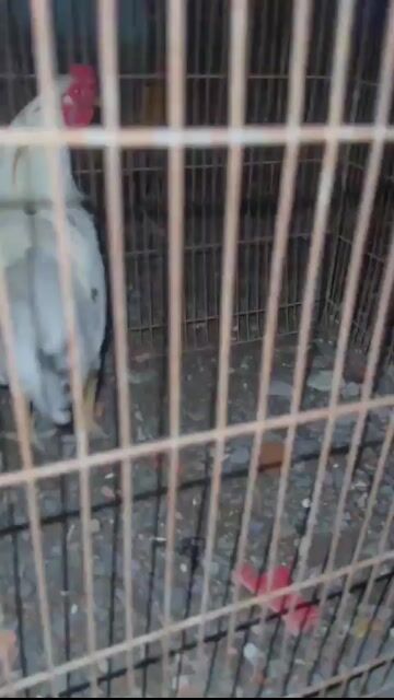 Bướm tơ kg2 tay chưa tốt cự r gà ở Hưng long . Mua bán Gà tại Huyện Bình Chánh Tp Hồ Chí Minh được đăng bởi Gà Đá Long An hình 1