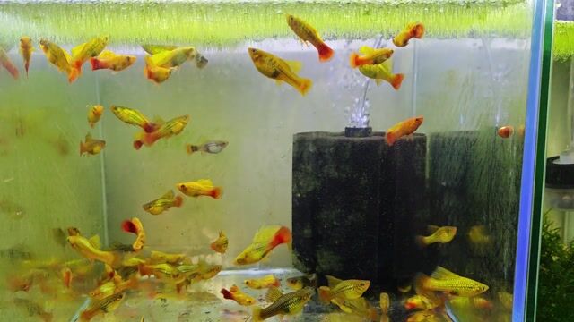 Cá mún kim tiền kỳ cao . Mua bán Thú cưng khác tại Quận Tây Hồ Hà Nội được đăng bởi nghĩa  hình 1