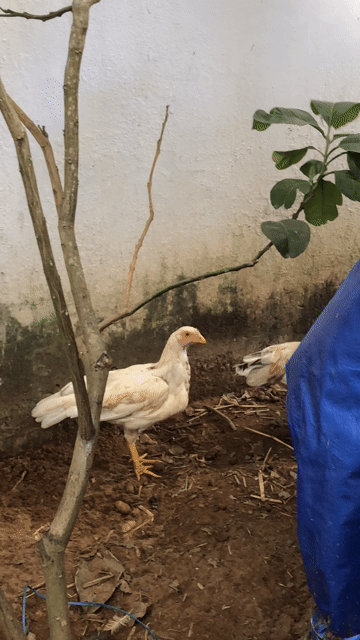 Gà mái nòi nhà đang đẻ lứa 2. Mua bán Gà tại Quận Ninh Kiều Cần Thơ được đăng bởi Luong Thi Cam My hình 1