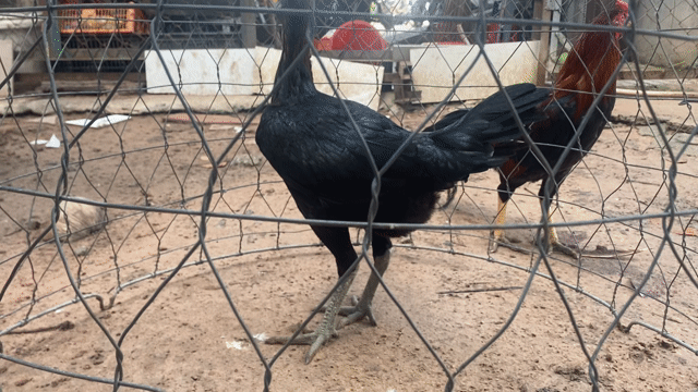Gà mỹ Peru Lima 2.7kg. Mua bán Gà tại Thị xã Bến Cát Bình Dương được đăng bởi Vương Tài hình 1